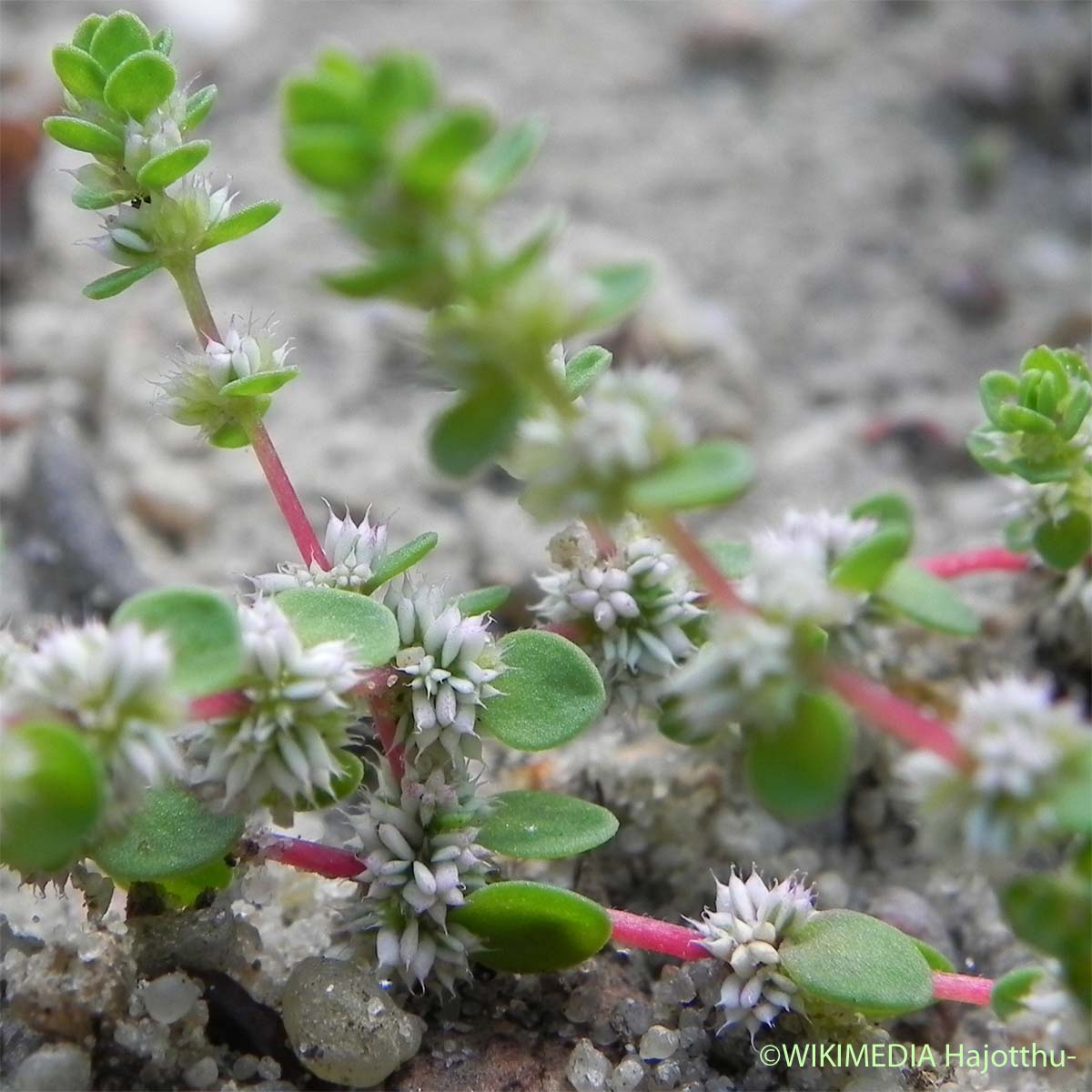 Illécèbre verticillé - Illecebrum verticillatum