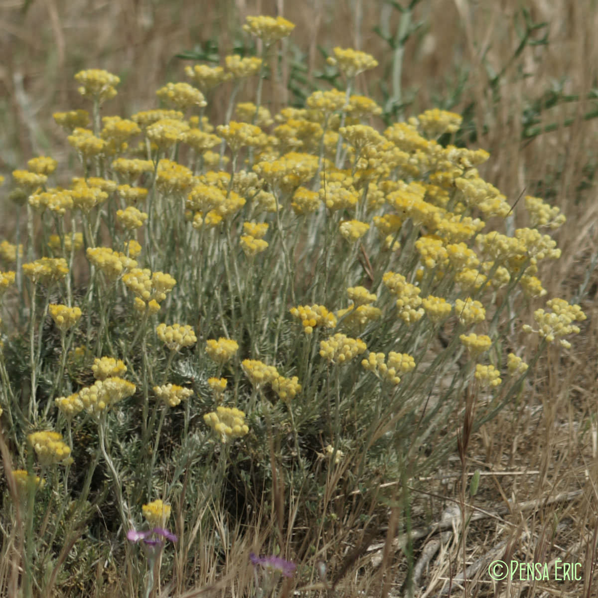 Immortelle - Helichrysum stoechas subsp. stoechas