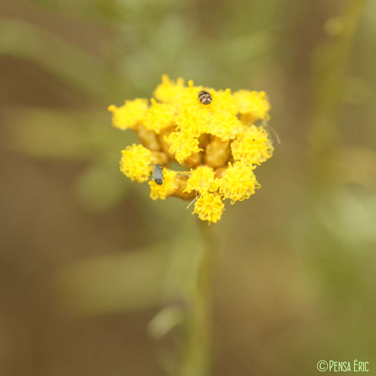 Immortelle d'Italie - Helichrysum italicum subsp. italicum