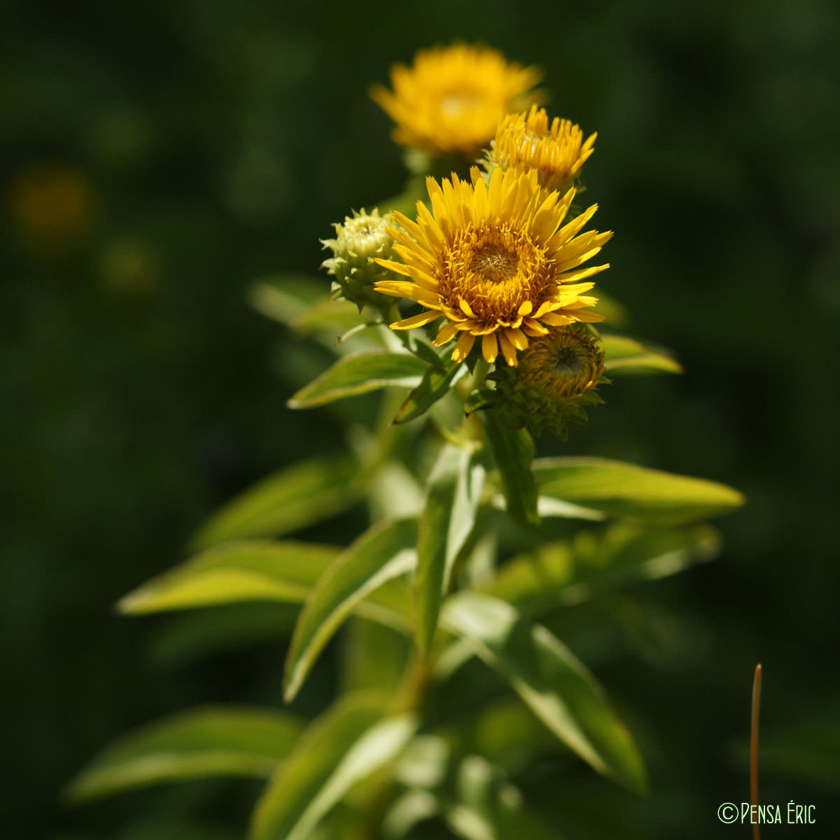 Inule à feuilles de spirée - Inula spiraeifolia