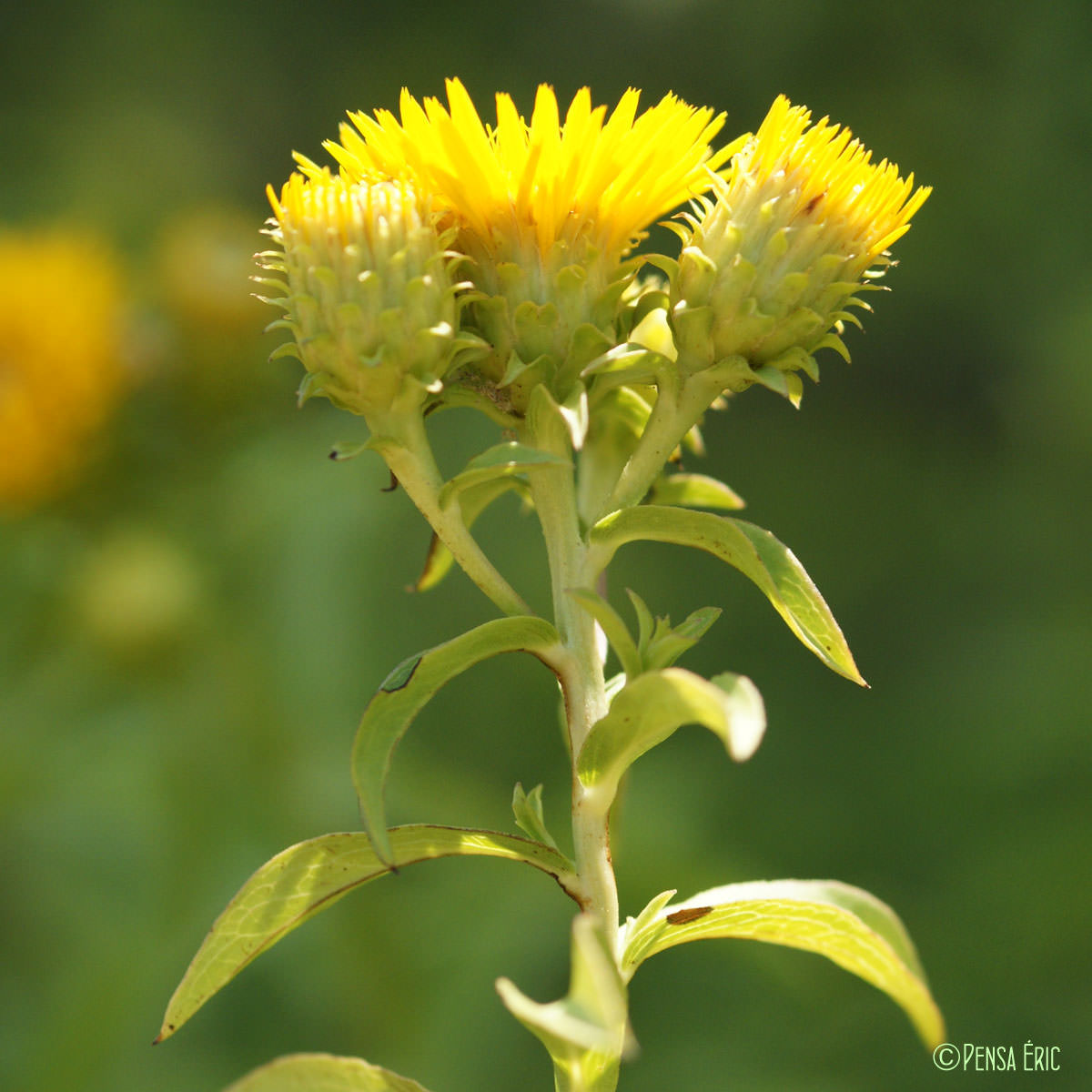 Inule à feuilles de spirée - Inula spiraeifolia