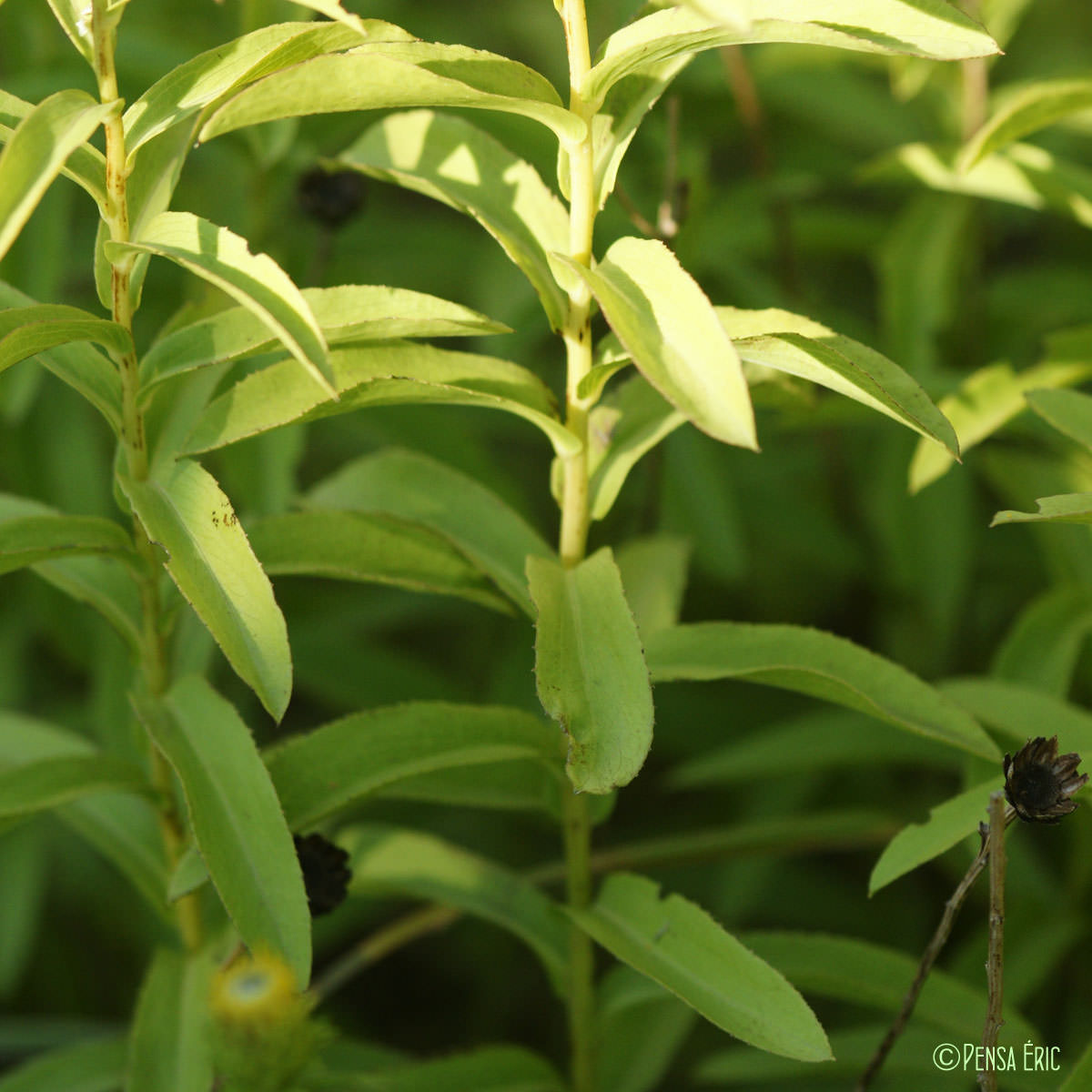 Inule à feuilles de spirée - Inula spiraeifolia