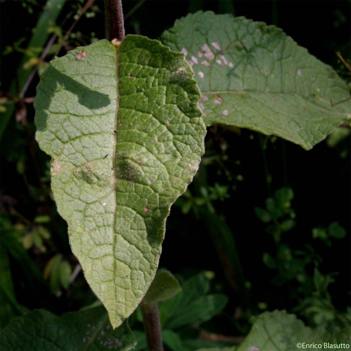 Inule conyze - Inula conyzae 