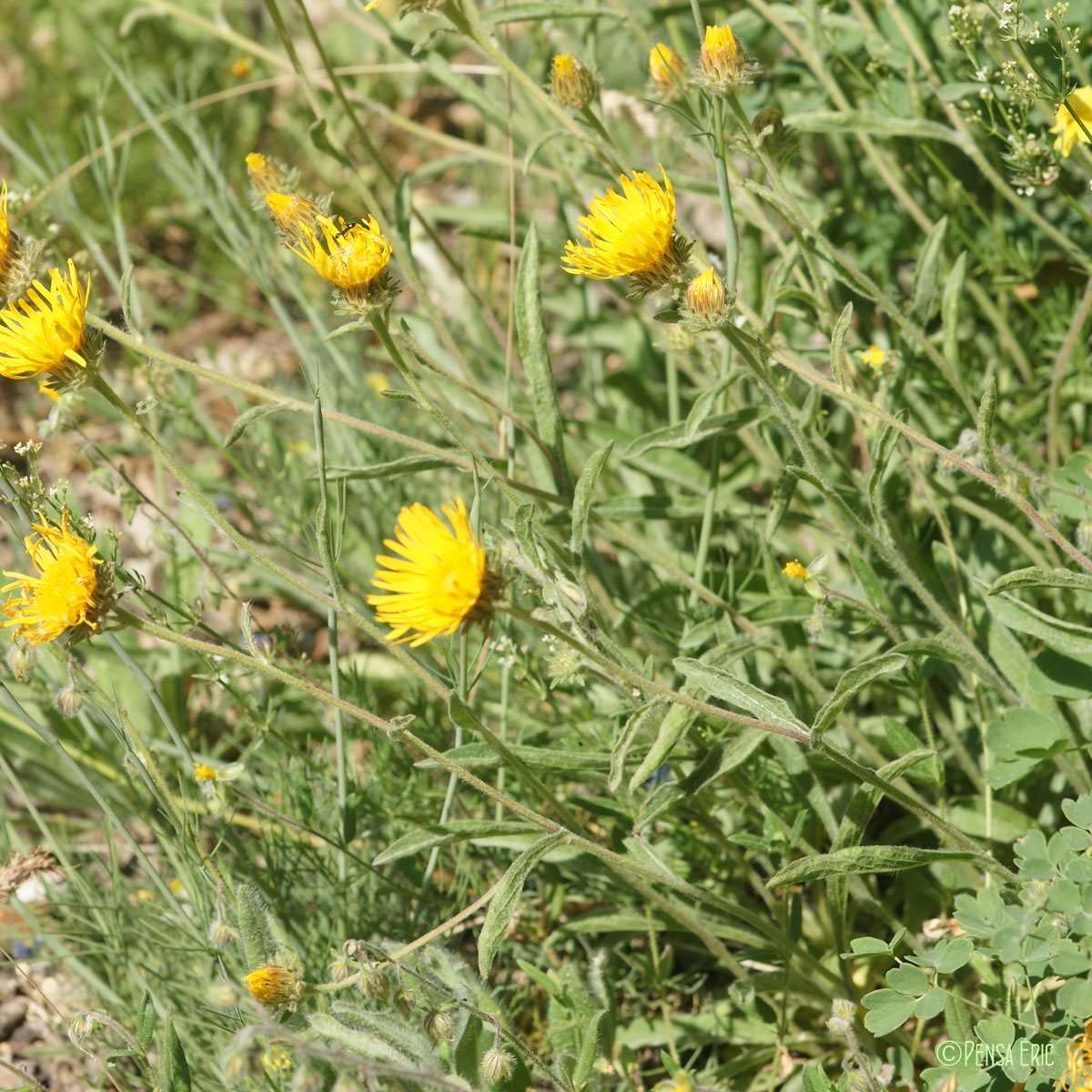 Inule des montagnes - Inula montana