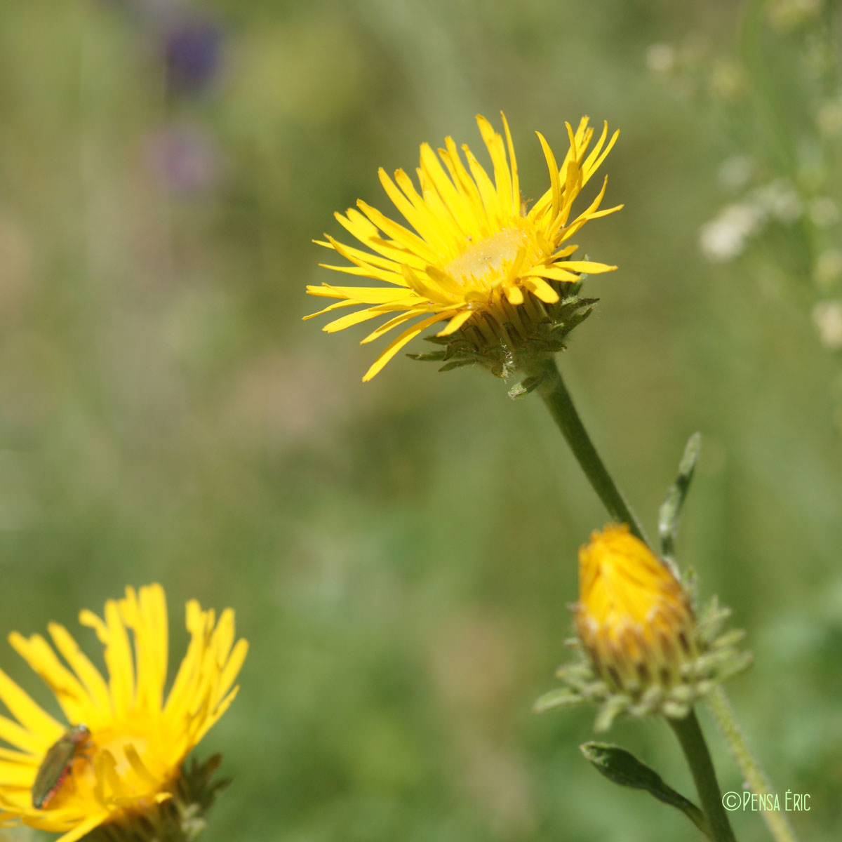 Inule des montagnes - Inula montana