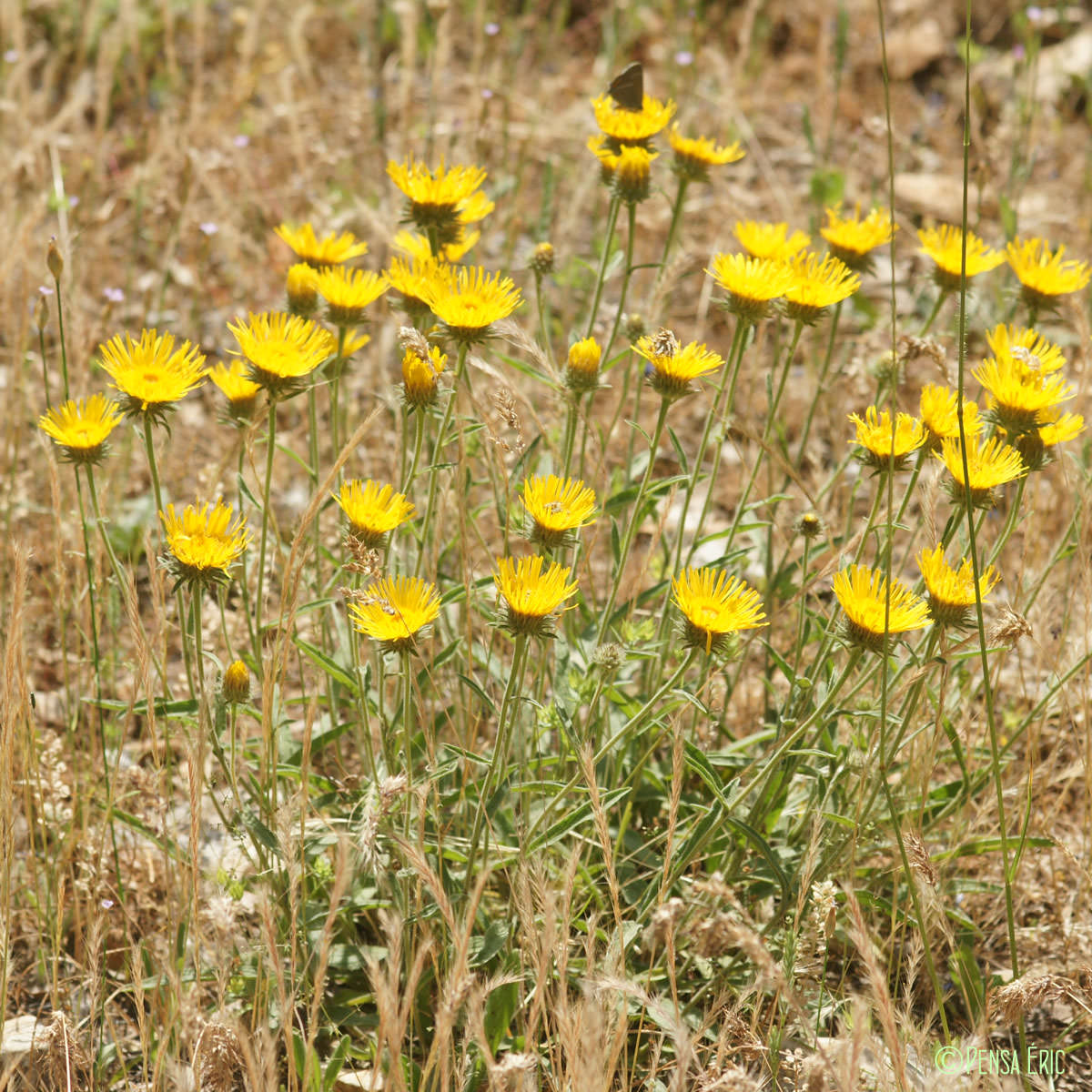 Inule des montagnes - Inula montana