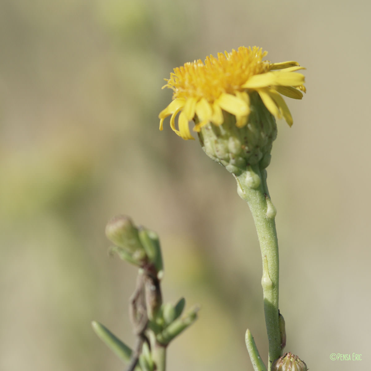 Inule fausse criste - Limbarda crithmoides subsp. longifolia