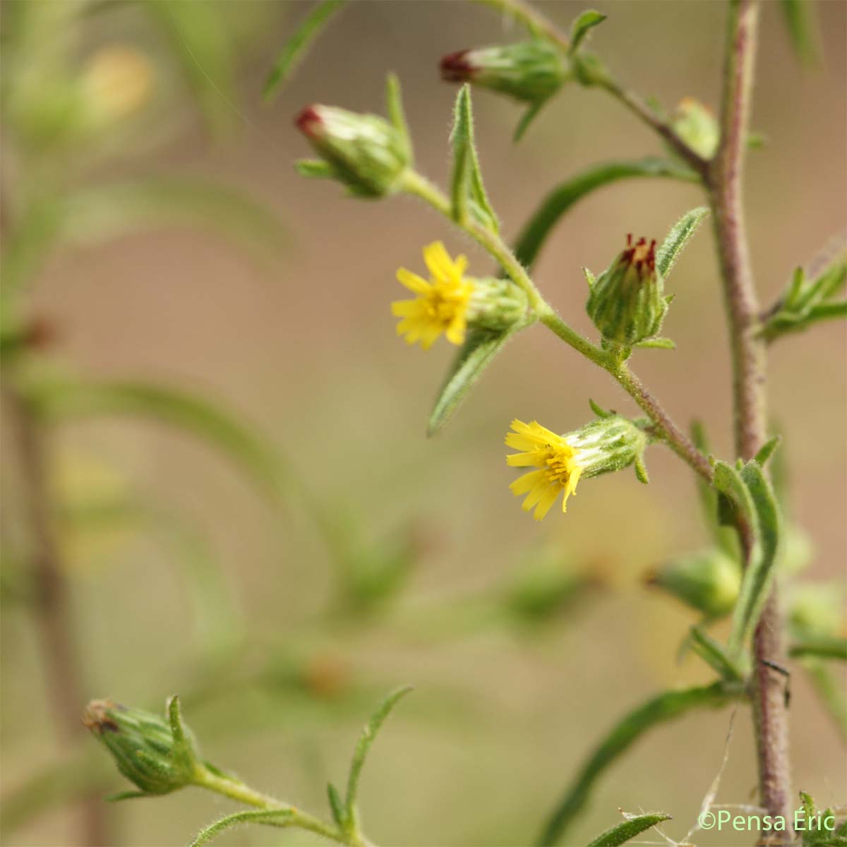 Inule fétide - Dittrichia graveolens