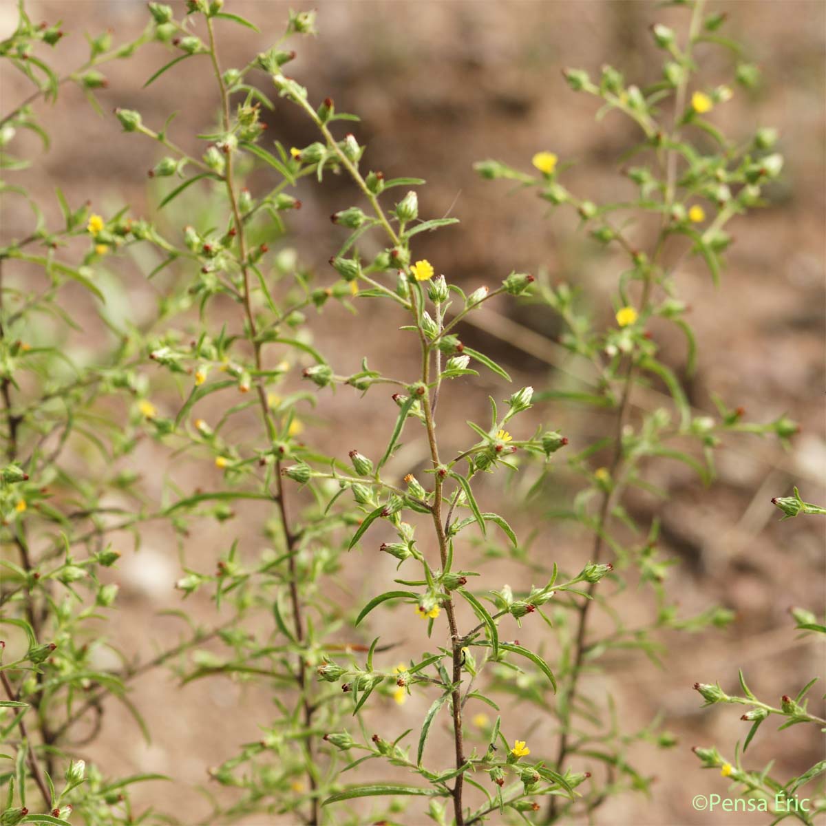 Inule fétide - Dittrichia graveolens