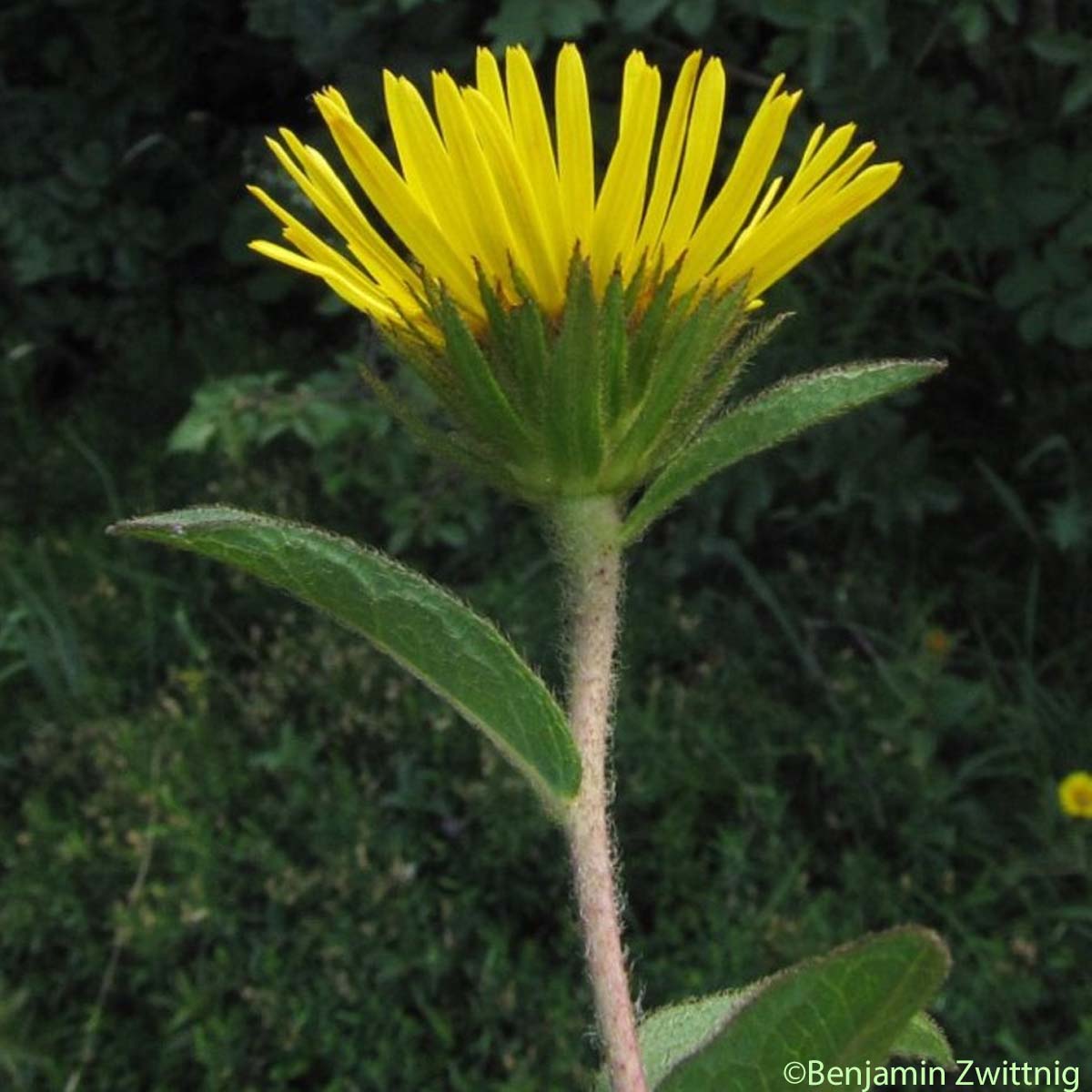 Inule hérissée - Inula hirta