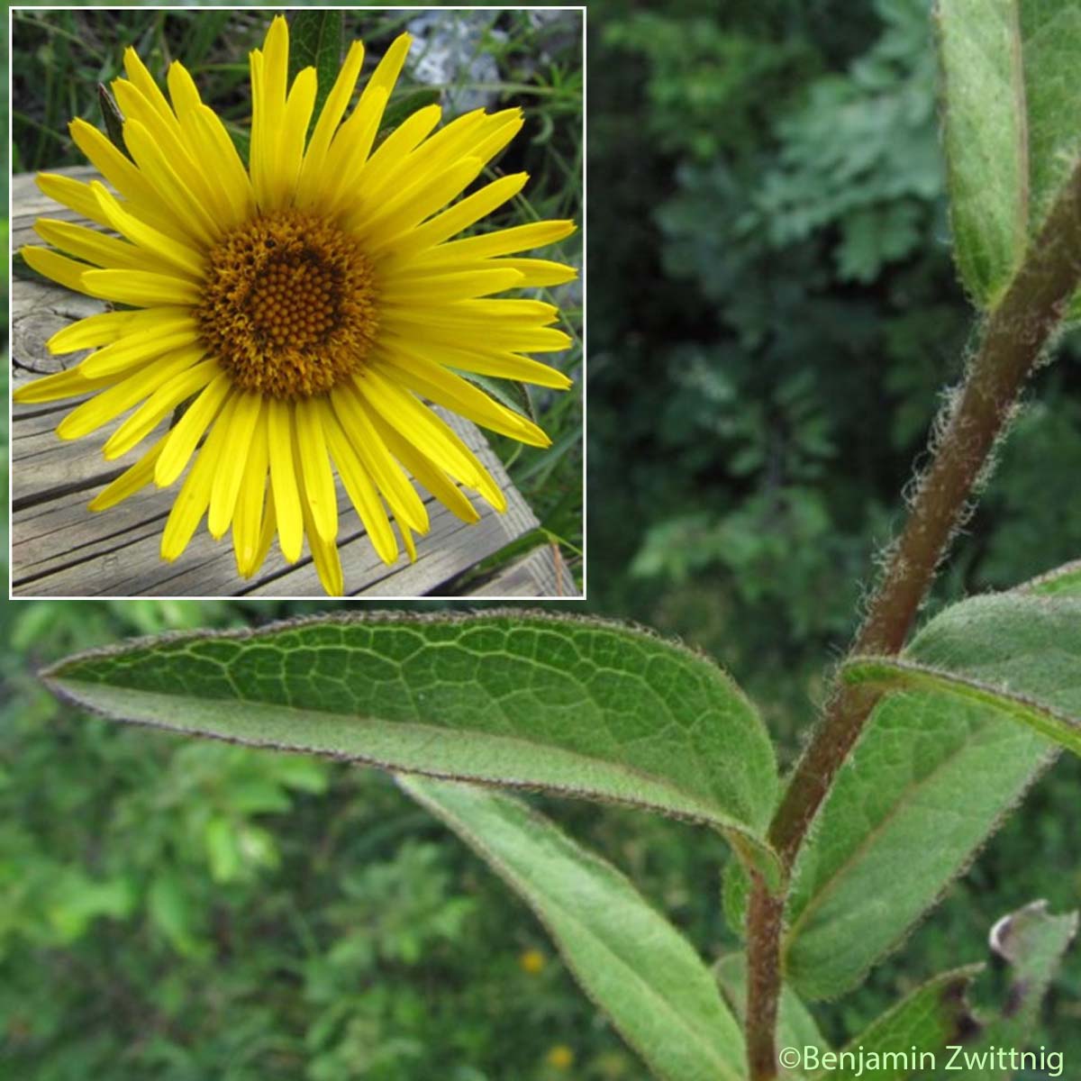 Inule hérissée - Inula hirta