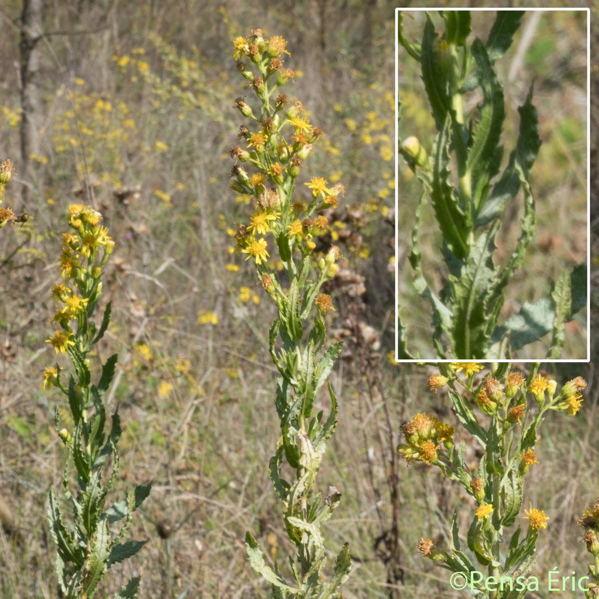 Inule visqueuse - Dittrichia viscosa subsp. viscosa