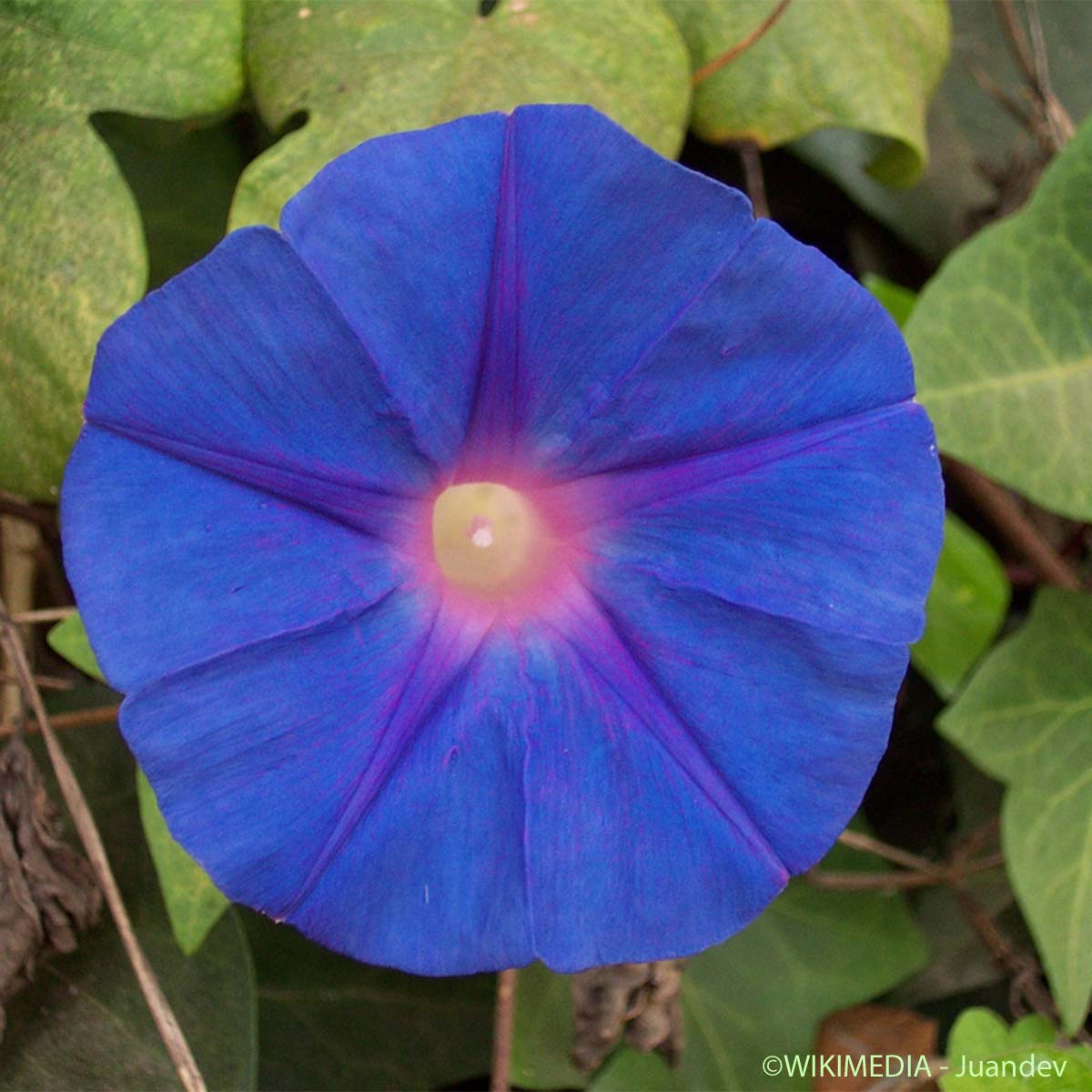 Ipomée des Indes - Ipomoea indica