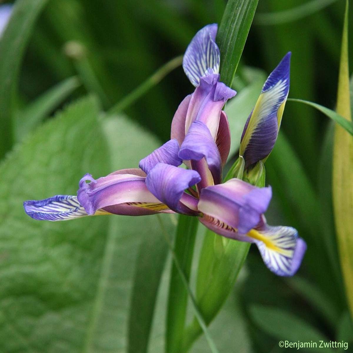 Iris à feuilles de graminées - Iris graminea