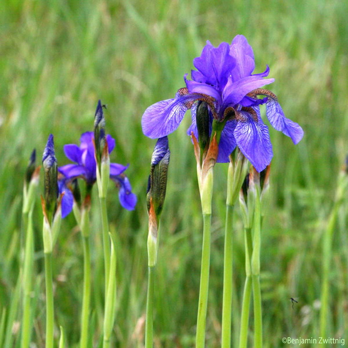 Iris de Sibérie - Iris sibirica