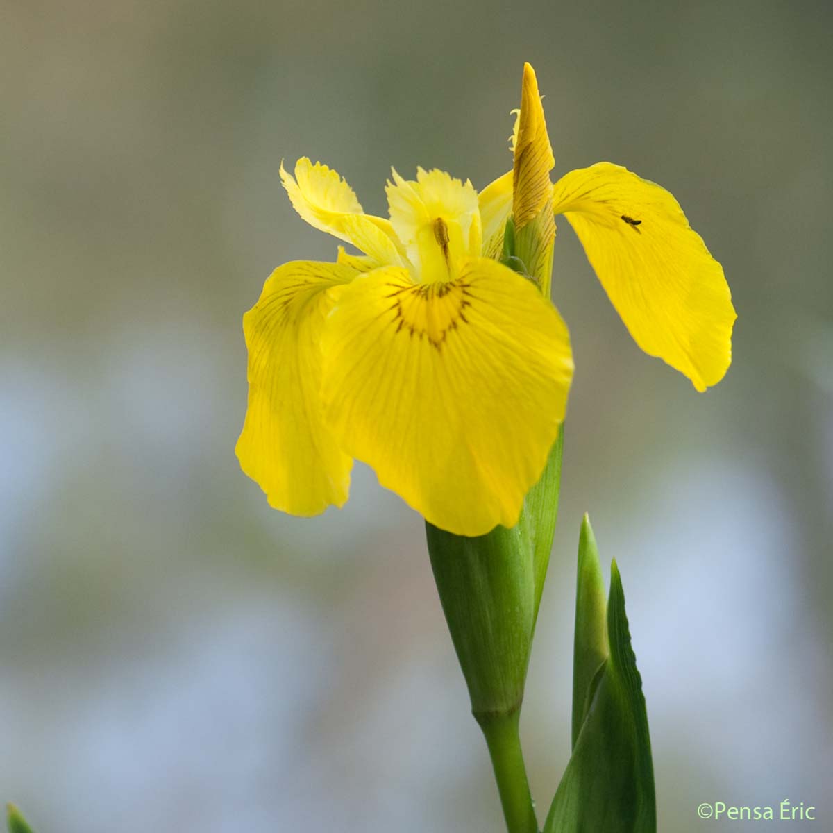 Iris des marais - Iris pseudacorus