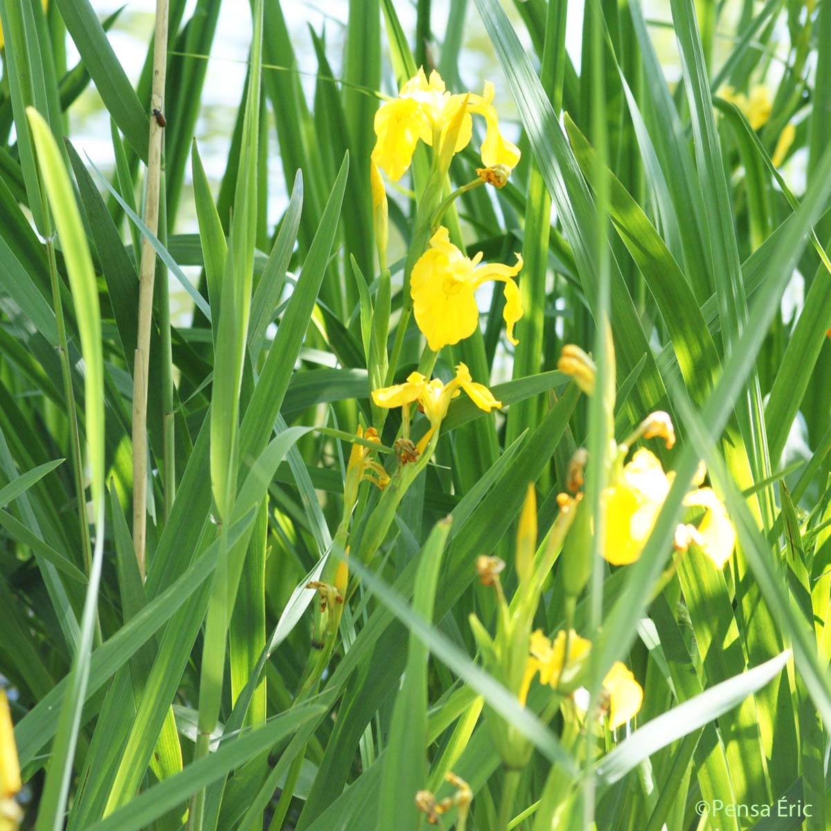 Iris des marais - Iris pseudacorus