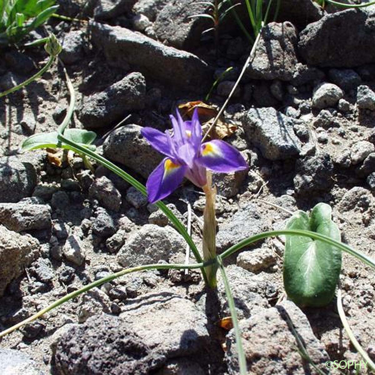 Iris faux Sisyrhinque - Moraea sisyrinchium