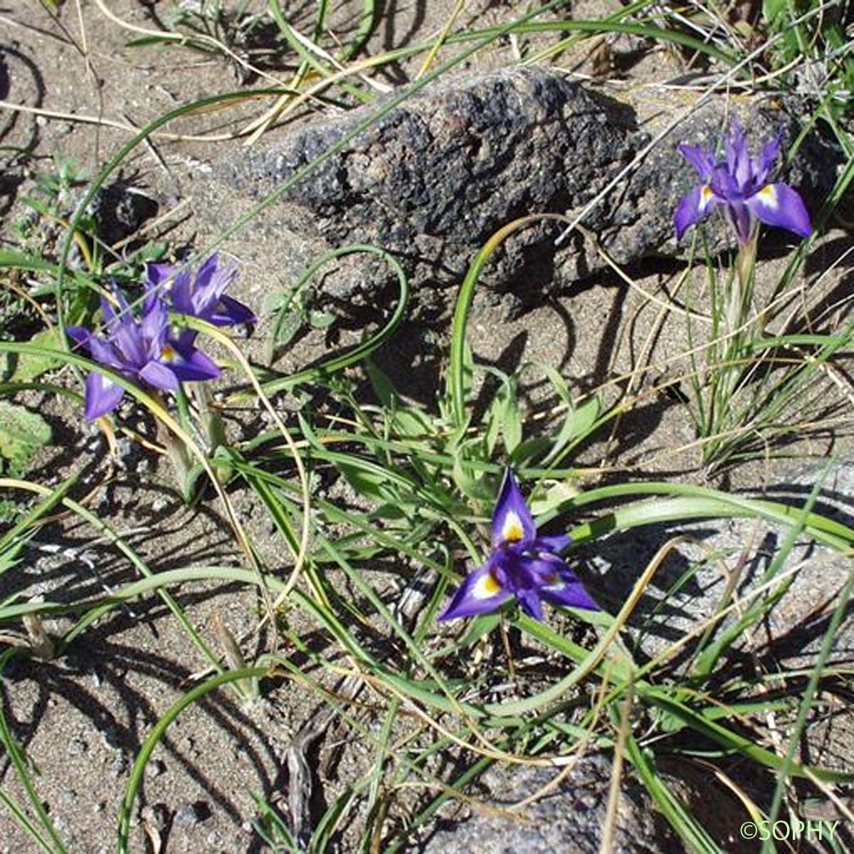 Iris faux Sisyrhinque - Moraea sisyrinchium