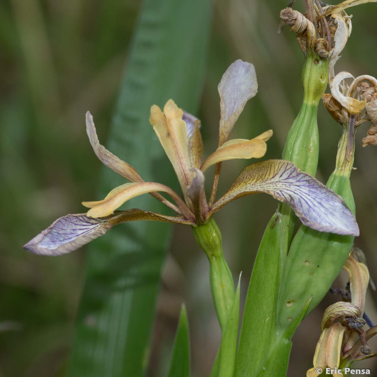 Iris fétide - Iris foetidissima