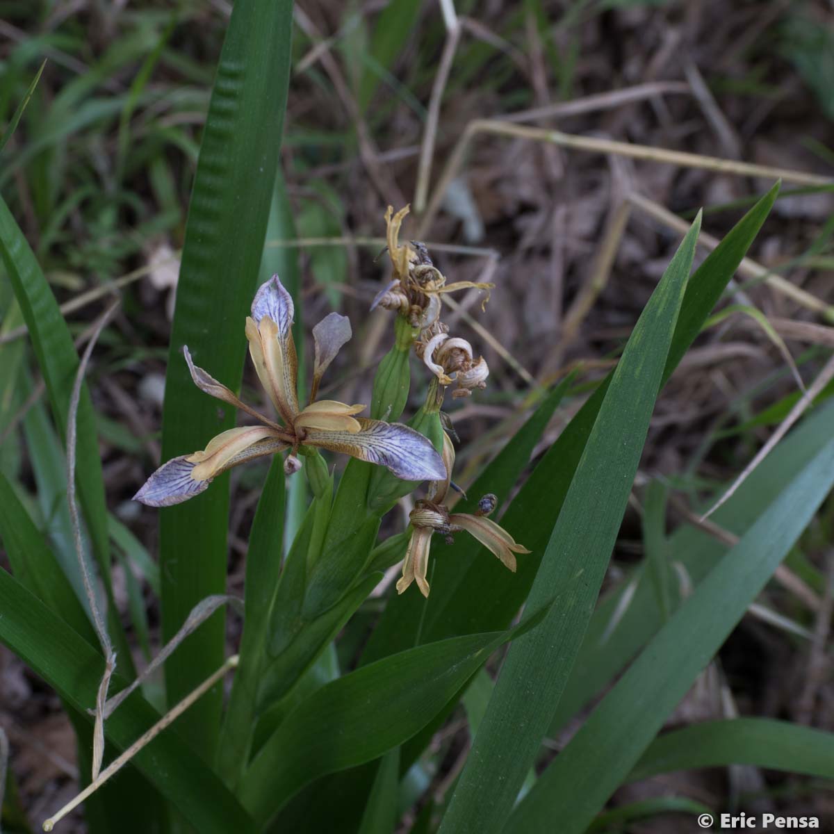 Iris fétide - Iris foetidissima