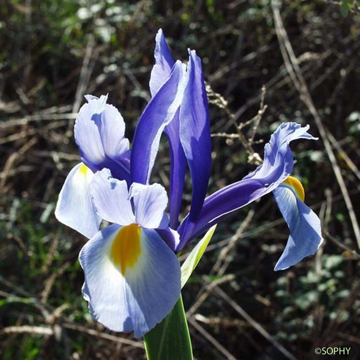 Iris maritime - Iris reichenbachiana