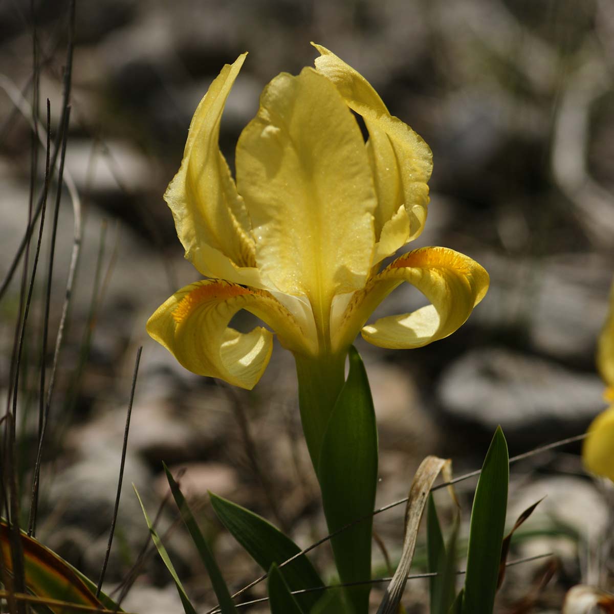Iris nain - Iris lutescens