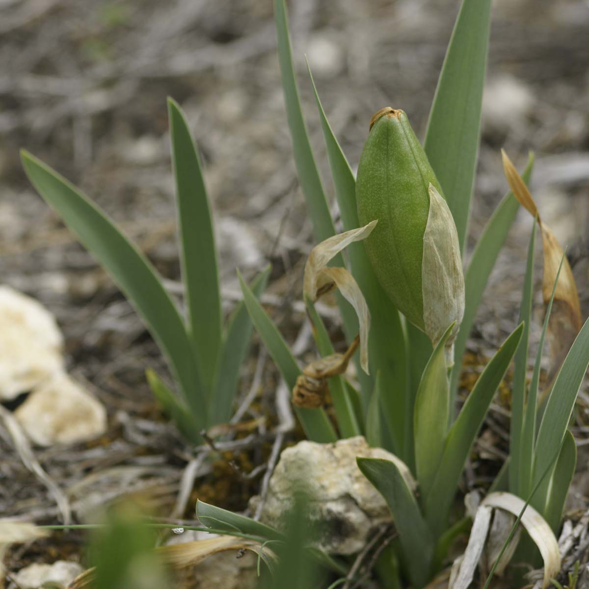 Iris nain - Iris lutescens