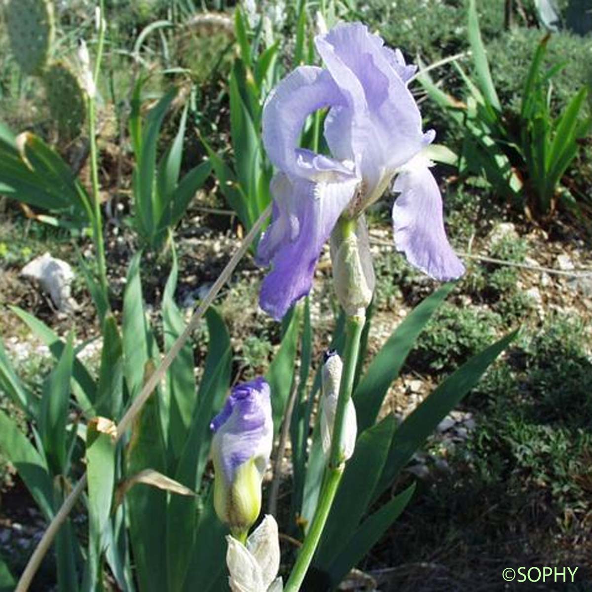 Iris pâle - Iris pallida subsp. pallida