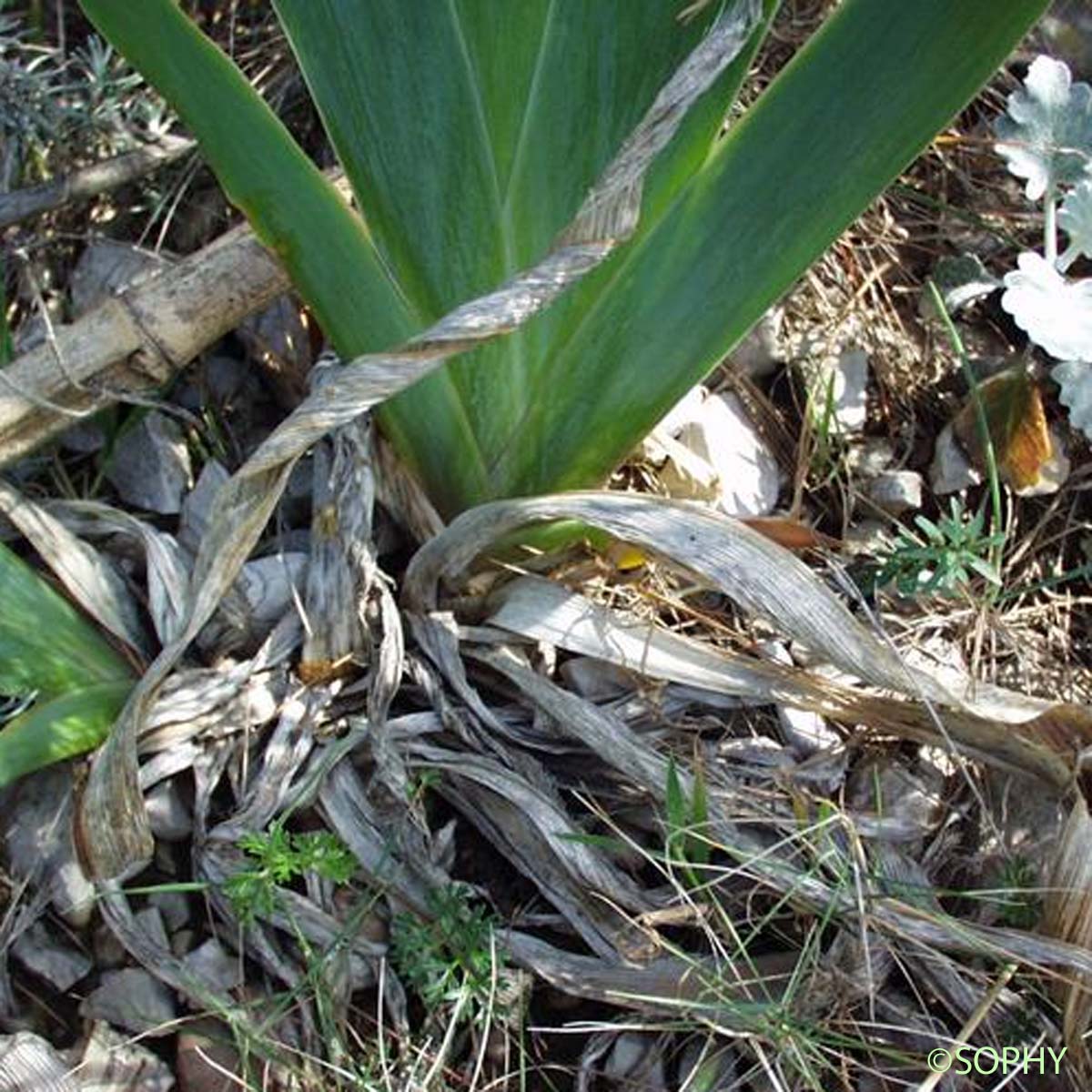 Iris pâle - Iris pallida subsp. pallida