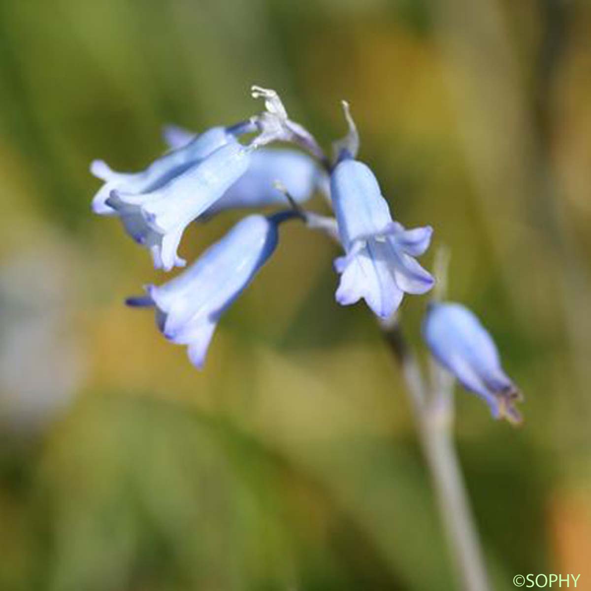 Jacinthe améthyste - Brimeura amethystina