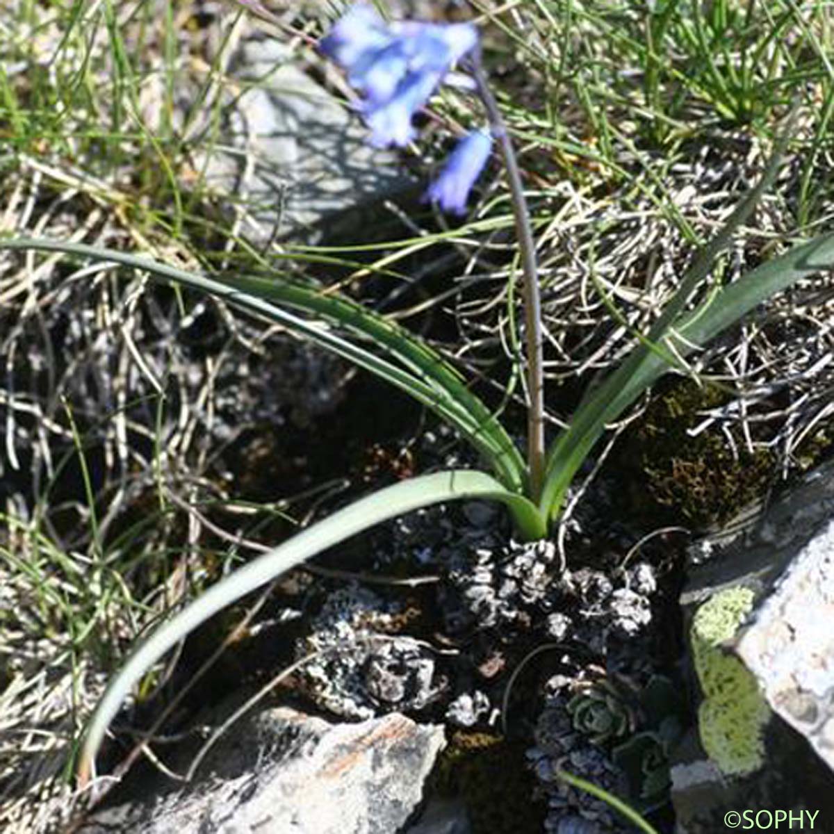 Jacinthe améthyste - Brimeura amethystina