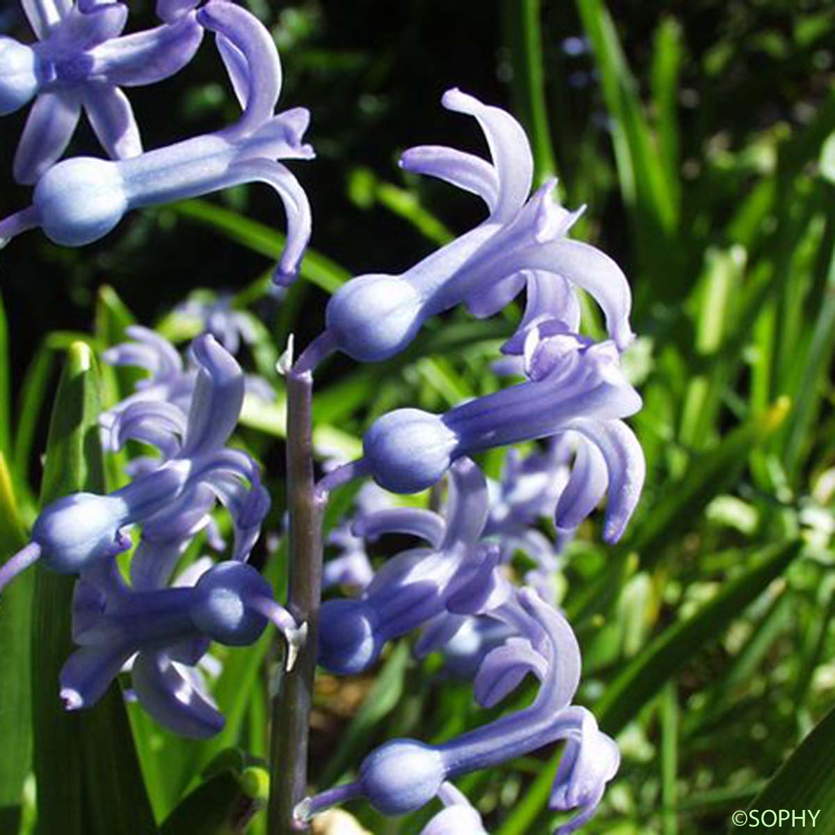 Jacinthe d'orient - Hyacinthus orientalis