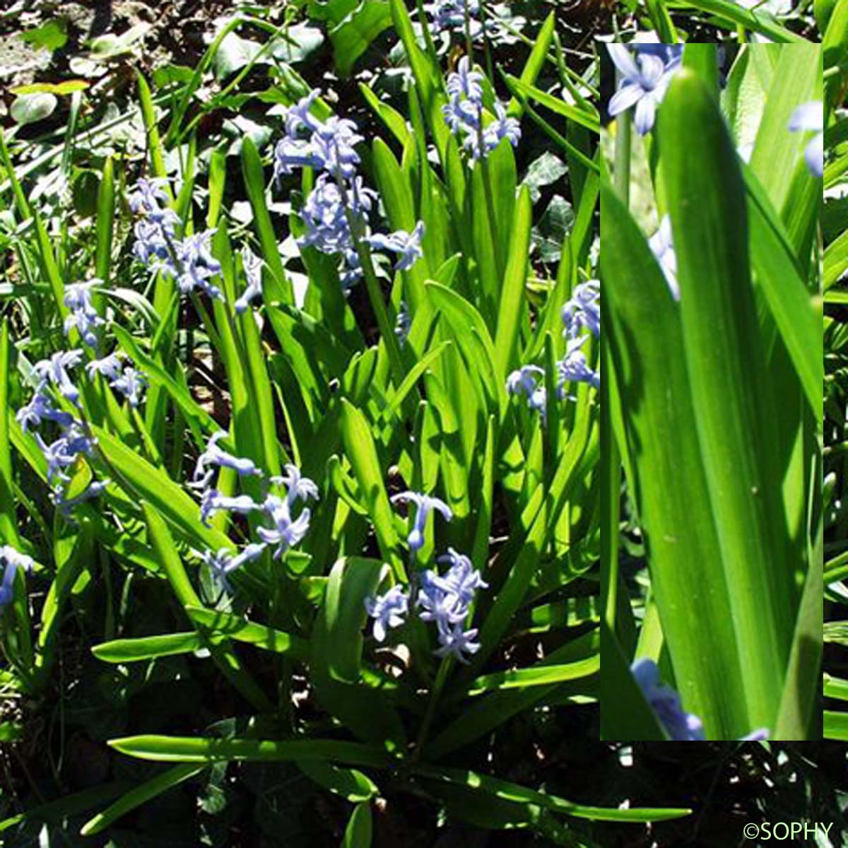 Jacinthe d'orient - Hyacinthus orientalis