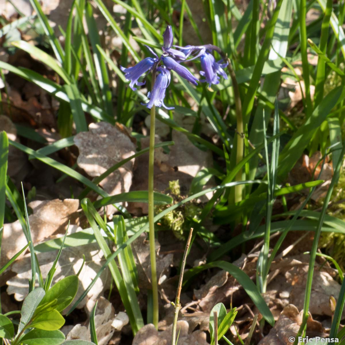 La Jacinthe des bois - Hyacinthoides non-scripta -  quelle-est-cette-fleur.com
