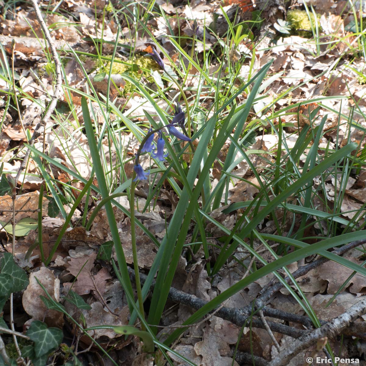 La Jacinthe des bois - Hyacinthoides non-scripta -  quelle-est-cette-fleur.com