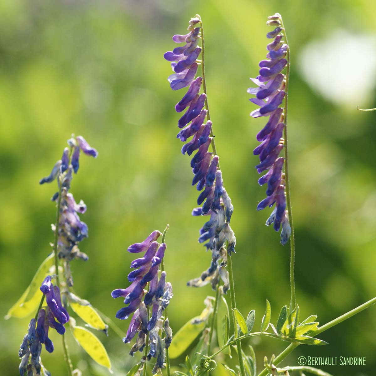 Jarosse - Vicia cracca