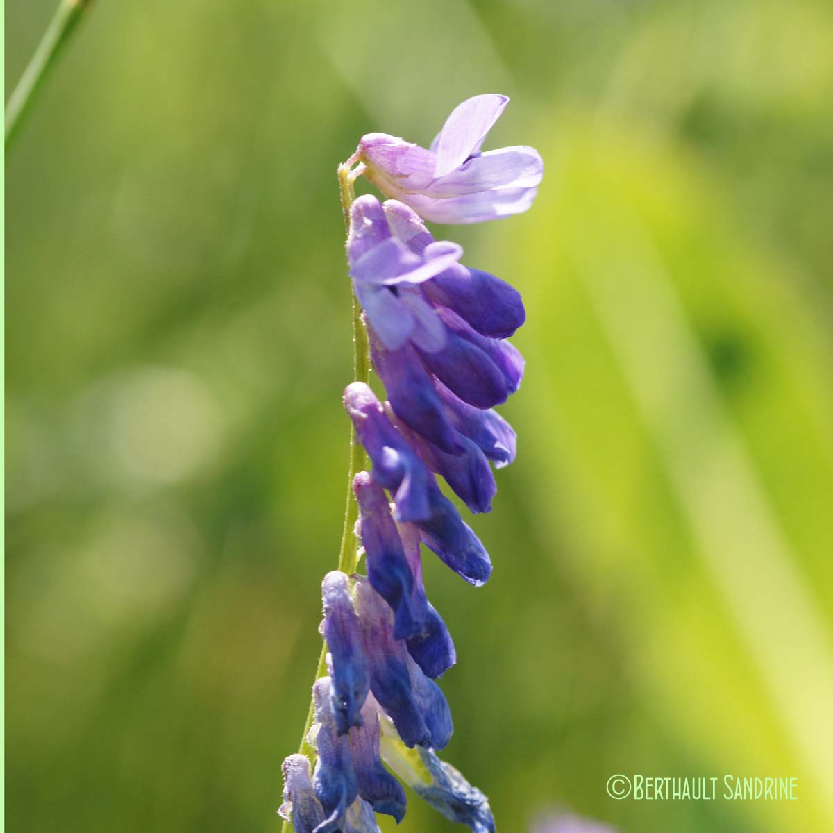 Jarosse - Vicia cracca