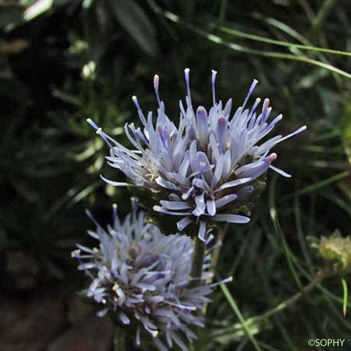 Jasione crépue - Jasione crispa subsp. crispa