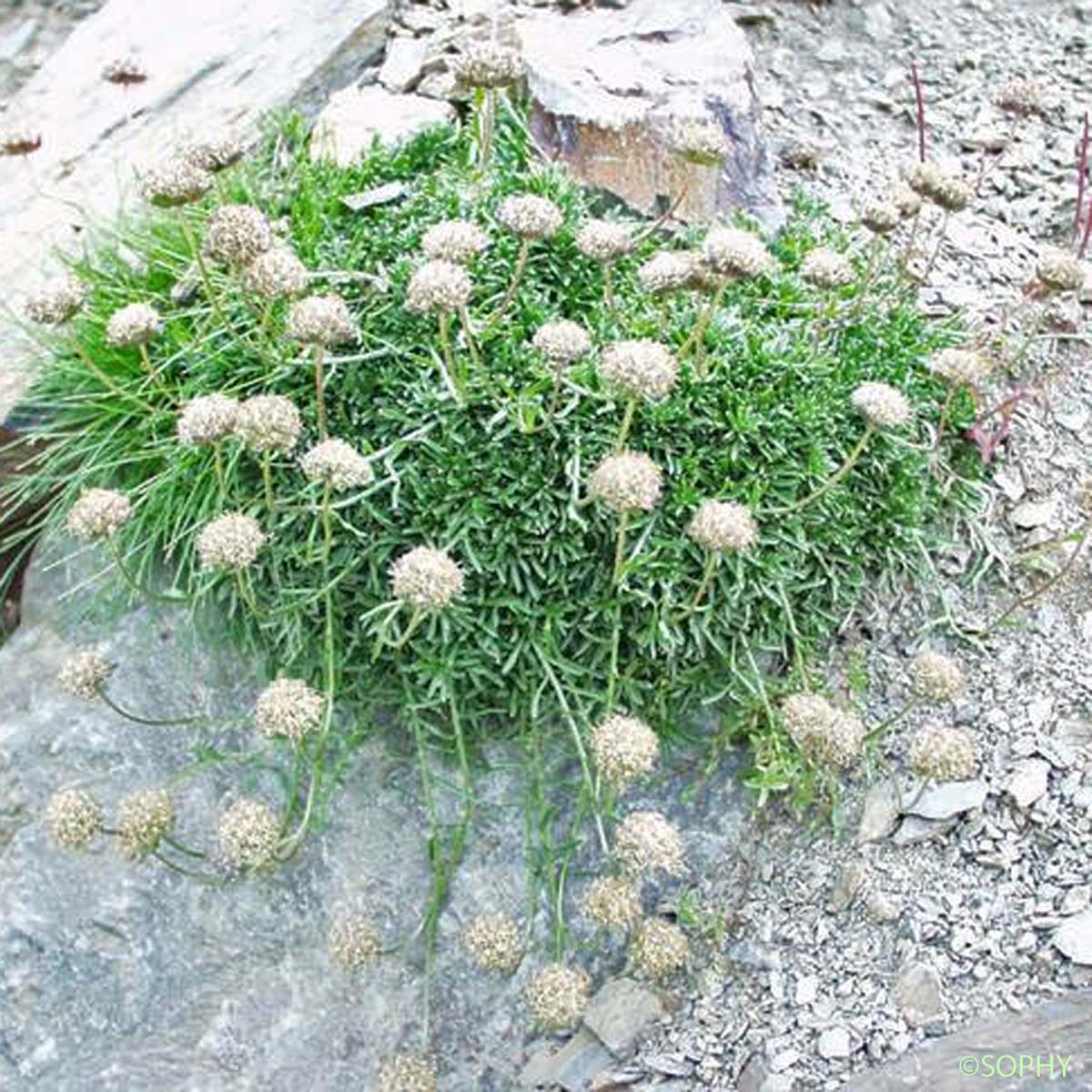 Jasione crépue - Jasione crispa subsp. crispa