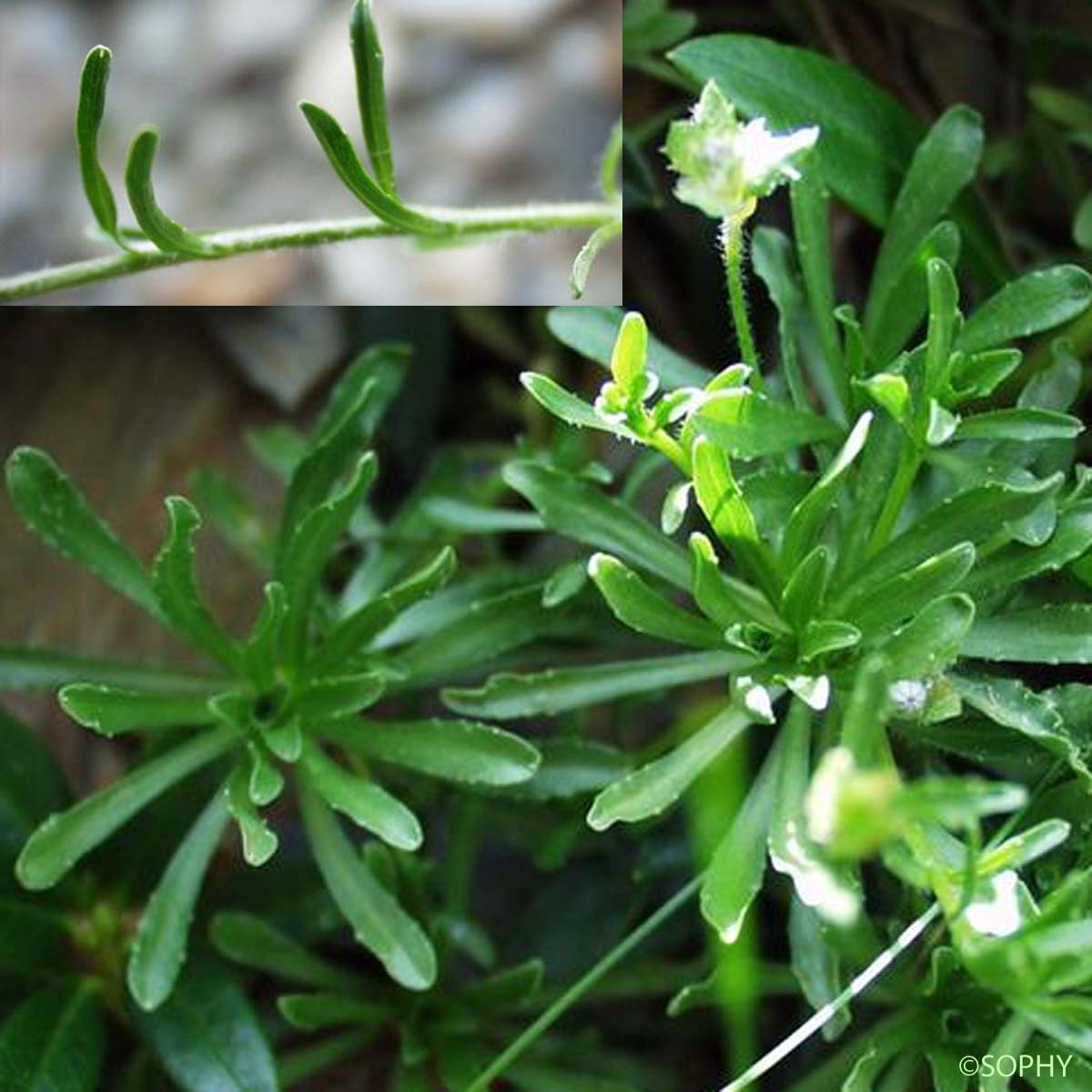 Jasione crépue - Jasione crispa subsp. crispa