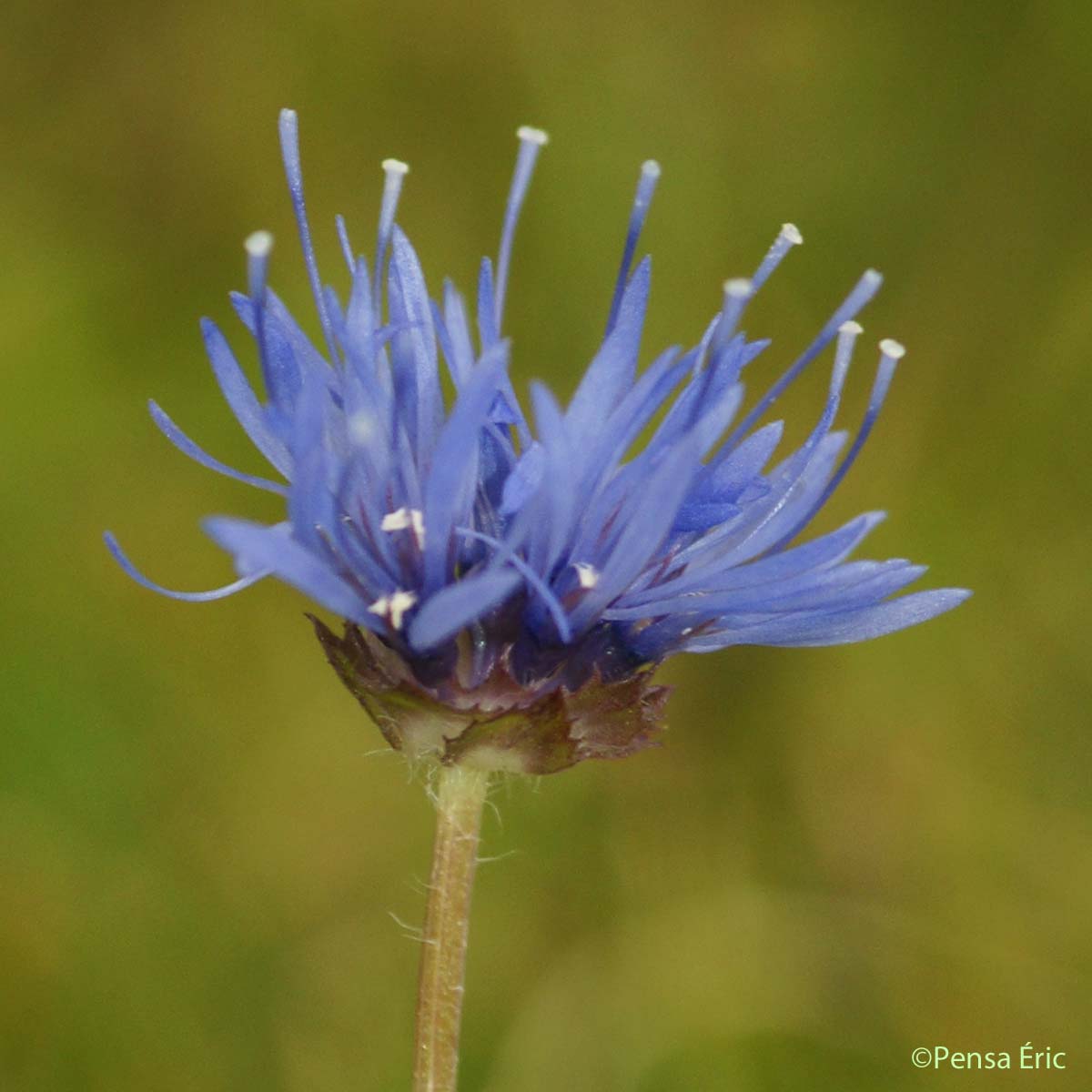 Jasione des montagnes - Jasione montana