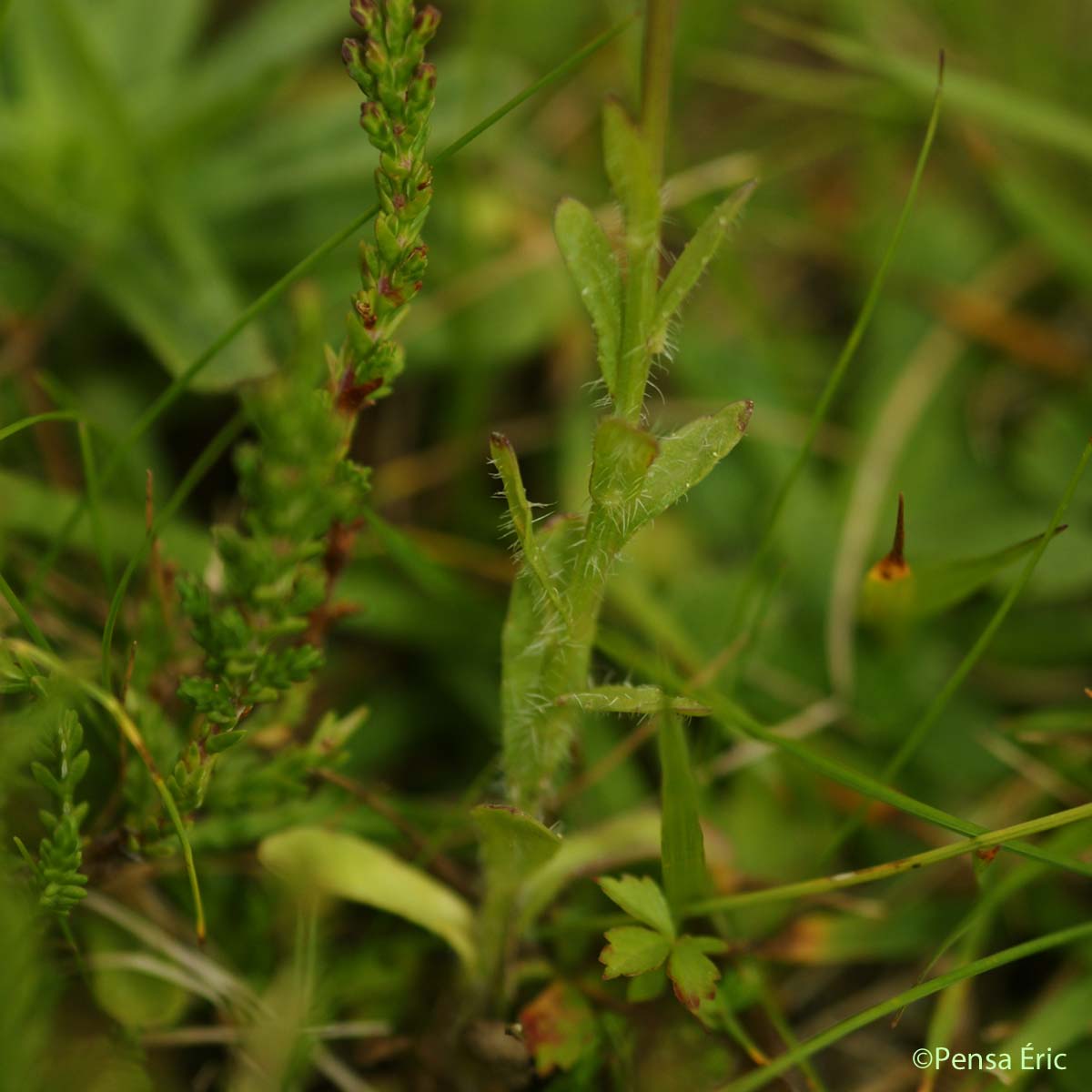 Jasione des montagnes - Jasione montana