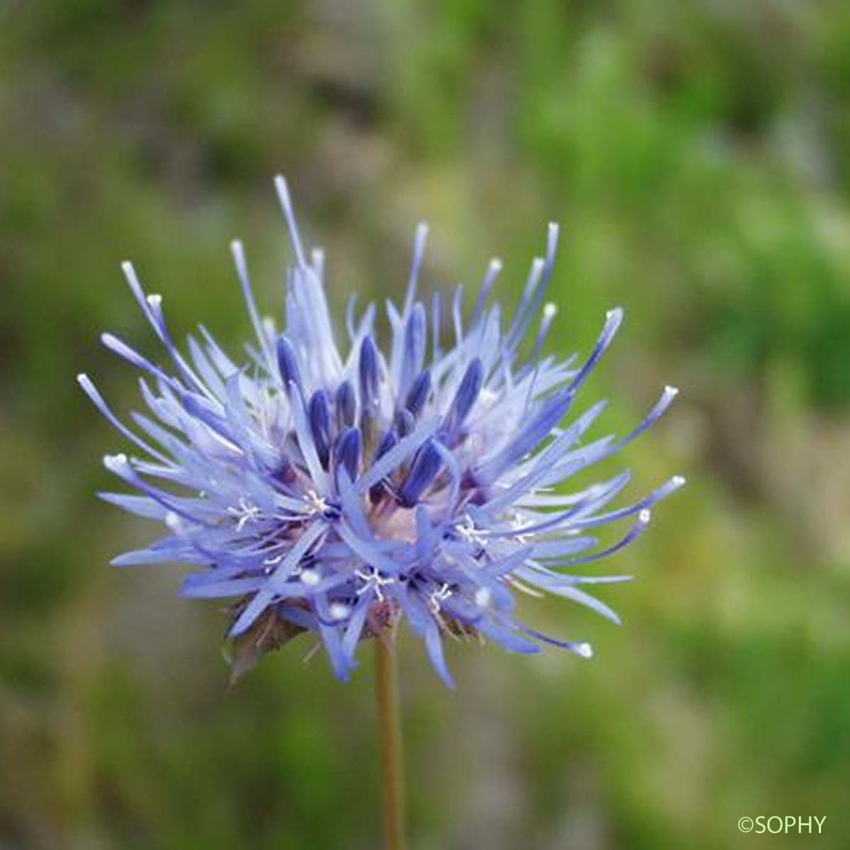 Jasione lisse - Jasione laevis