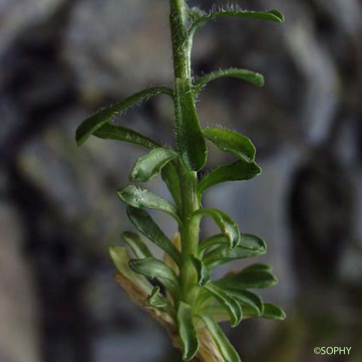 Jasione lisse - Jasione laevis