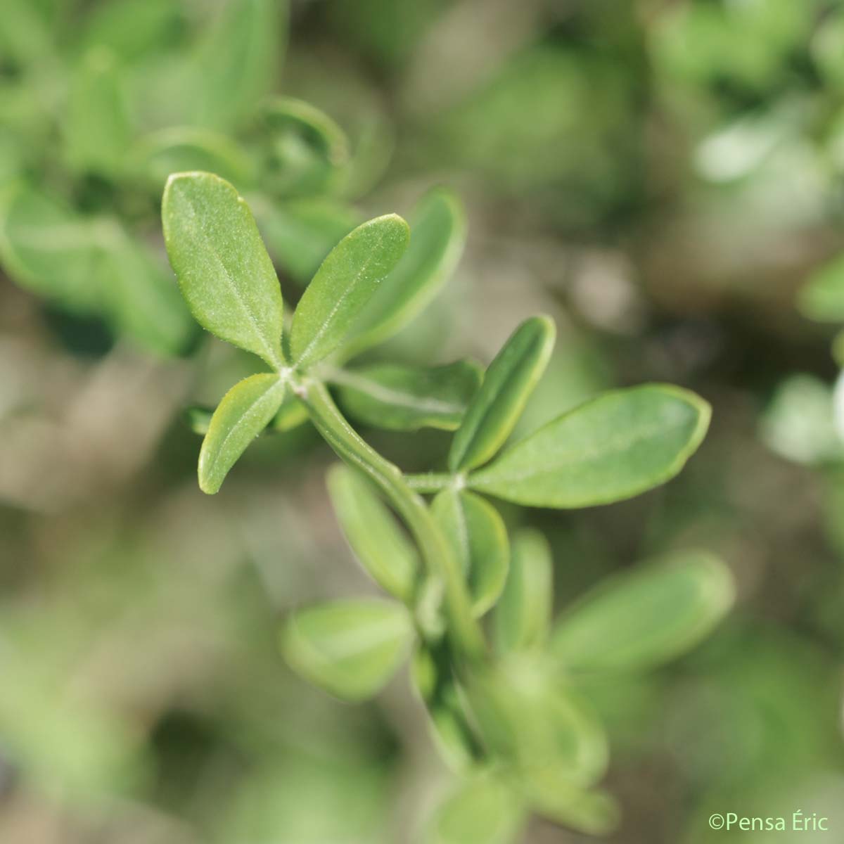 Jasmin ligneux - Jasminum fruticans