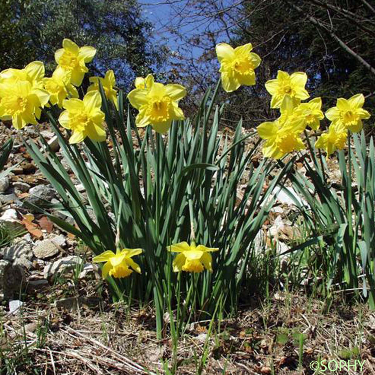 Jonquille - Narcissus jonquilla subsp. jonquilla