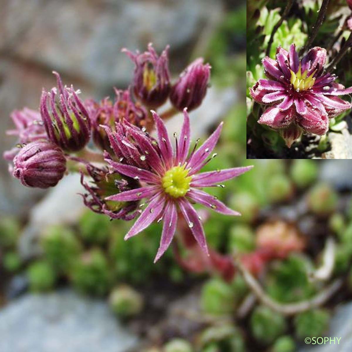 Joubarbe des montagnes - Sempervivum montanum subsp. montanum