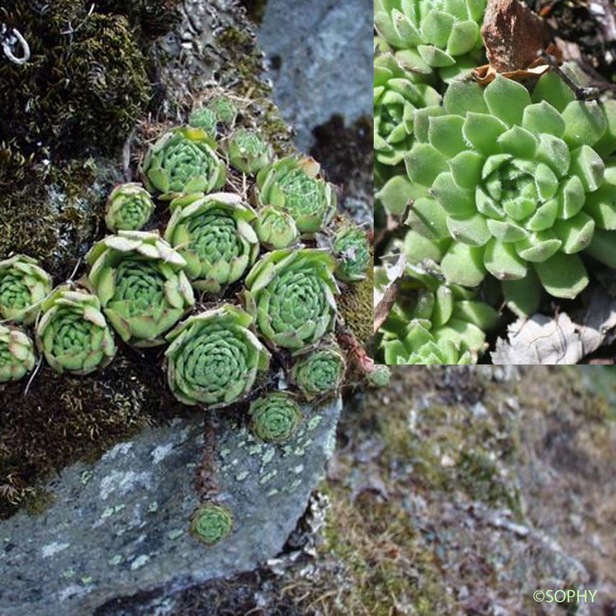 Joubarbe des montagnes - Sempervivum montanum subsp. montanum