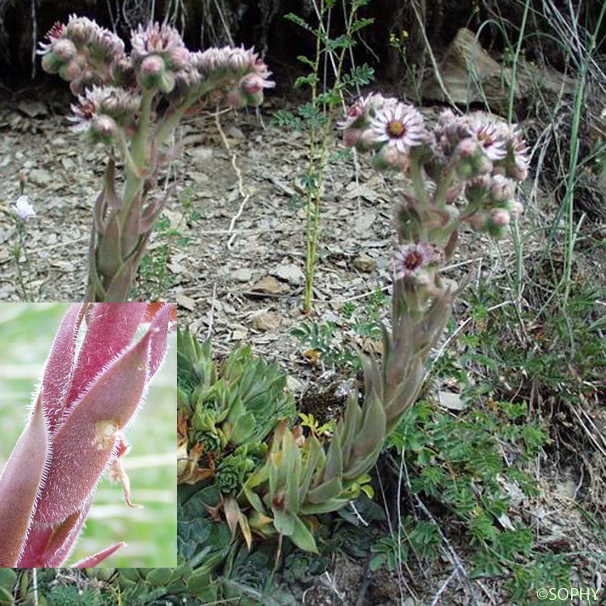 Joubarbe des toits - Sempervivum tectorum